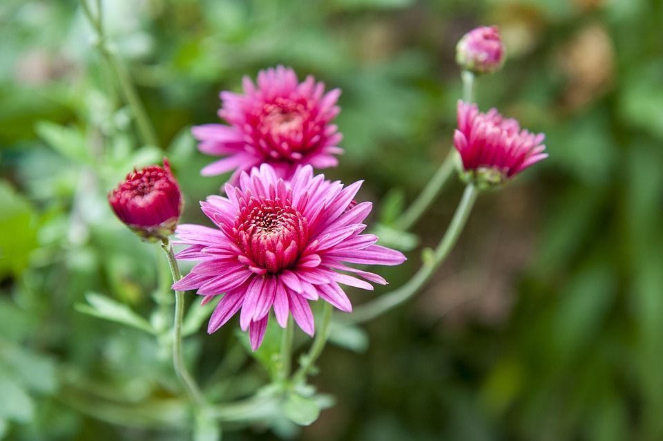 Plantas que florecen todo el año y algunos consejos para que den más