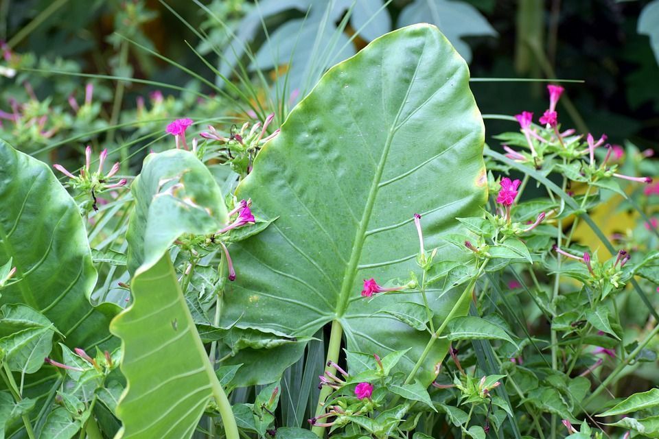 Guía para cuidar la planta Alocasia u Oreja de Elefante