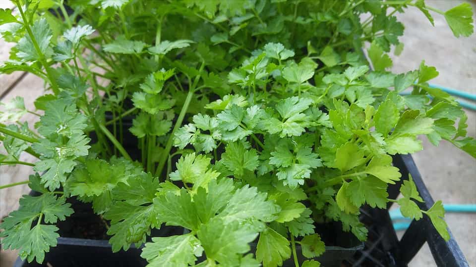 Paso a paso el cultivo del cilantro hidropónico Blog Garden Center Ejea