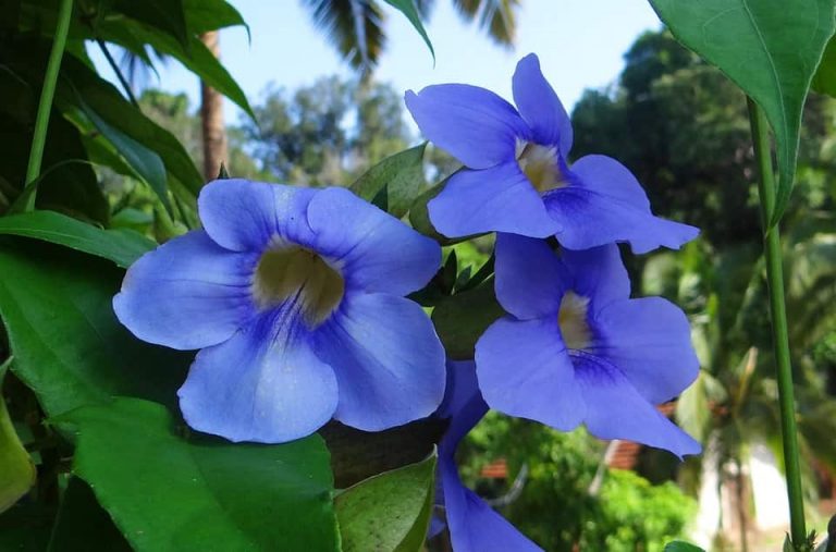 Tumbergia azul, planta trepadora de crecimiento rápido Blog Garden