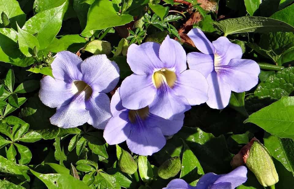 Tumbergia azul, planta trepadora de crecimiento rápido Blog Garden