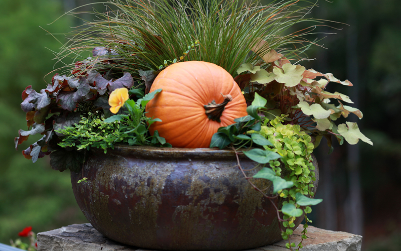 19 Fabulous Fall Container Garden Ideas Garden Lovers Club