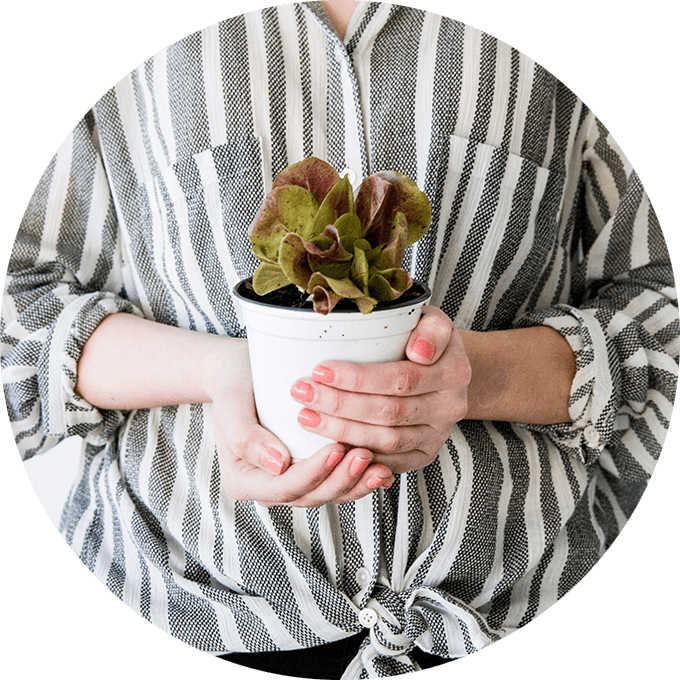 12 Desk Plants That Don't Need Sunlight THE SAGE