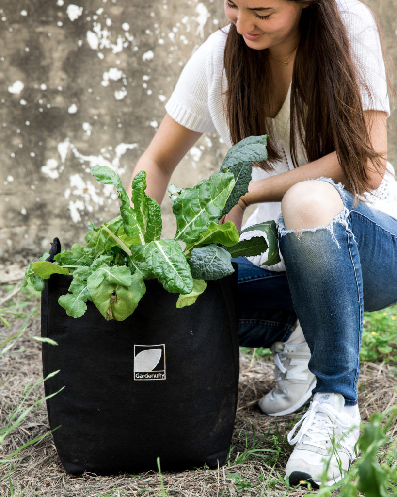 How to Harvest Kale 