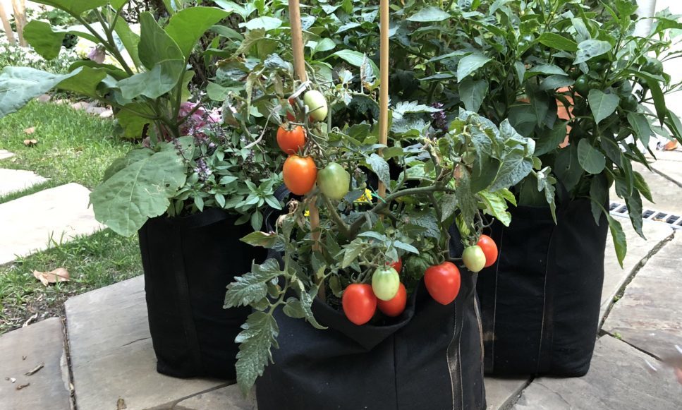 Planting Tomatoes in Pots & Containers How to Plant, Grow, & Harvest