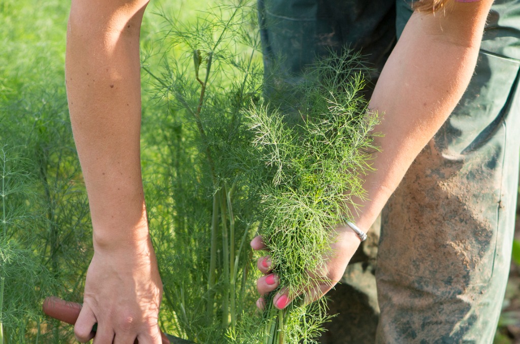 Everything You Need To Know About Dill Planting, Growing, Harvesting