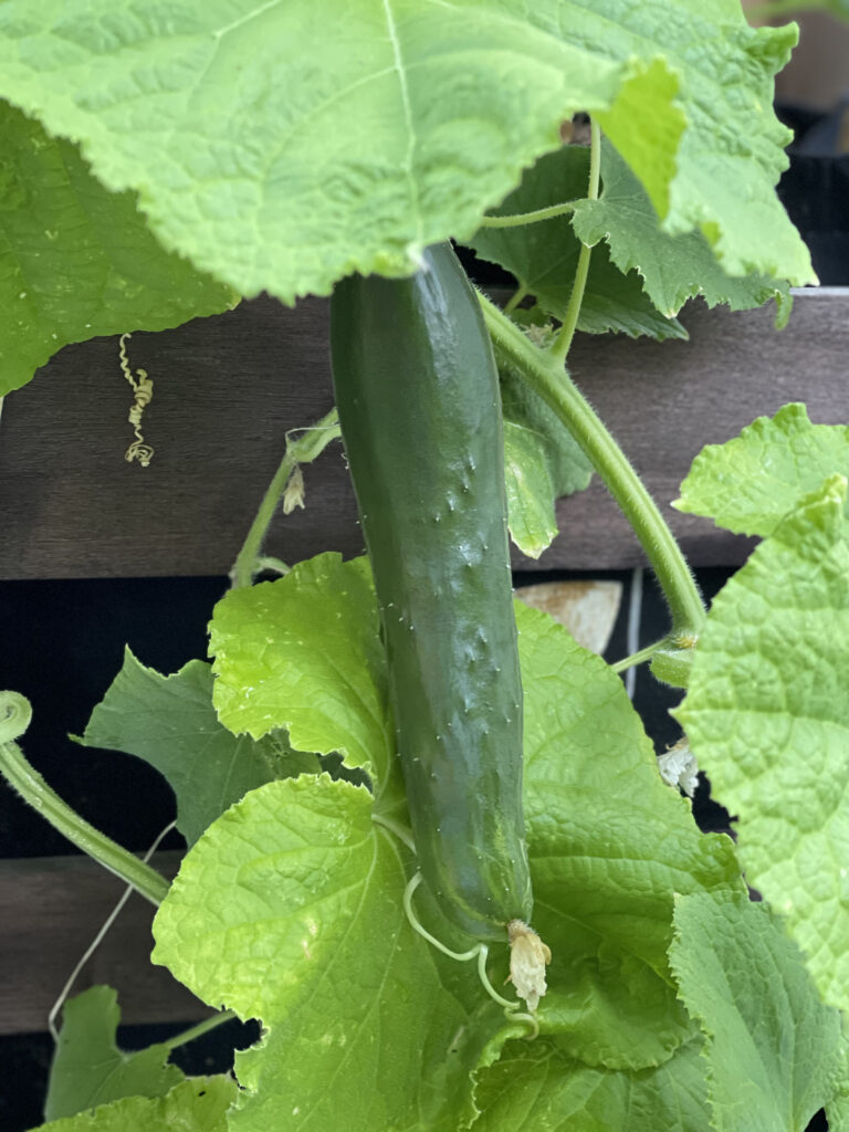 The Cucumber One Sheet Everything You Need To Know About Cucumbers THE SAGE