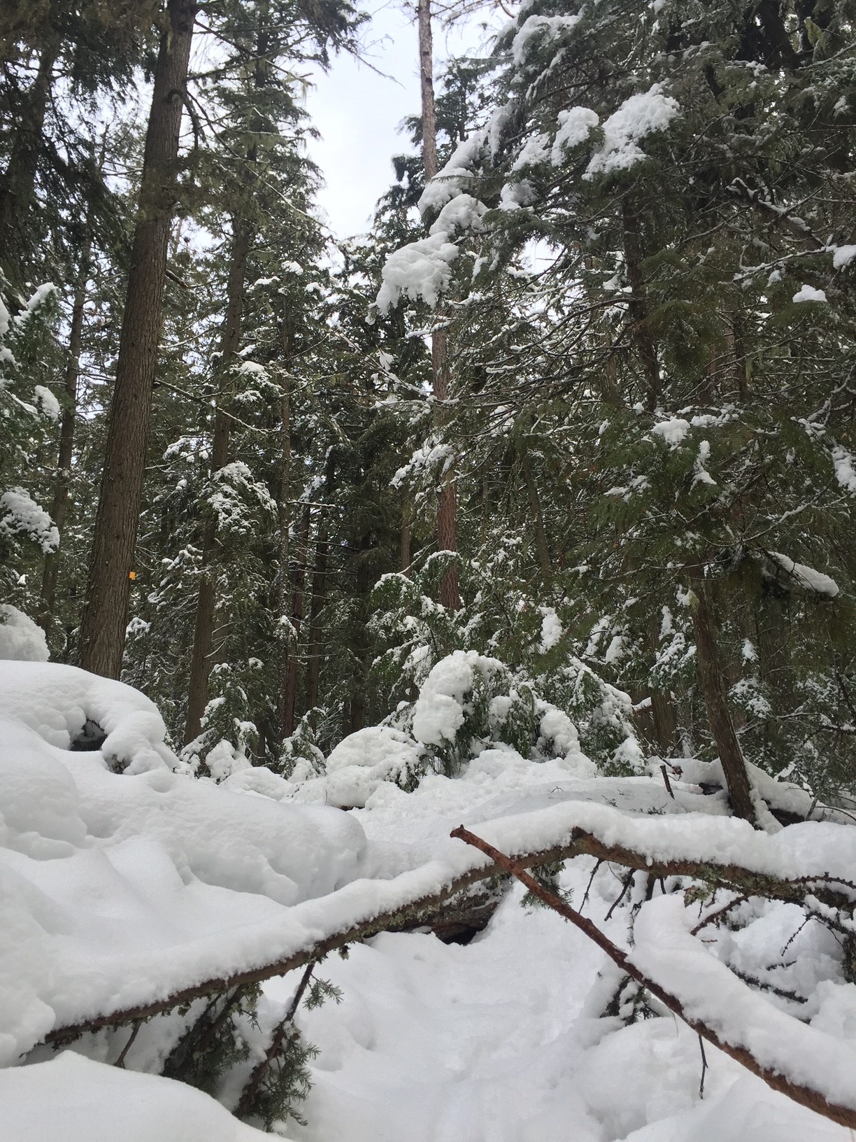 A winter snowshoe in Montana’s Glacier National Park The Official