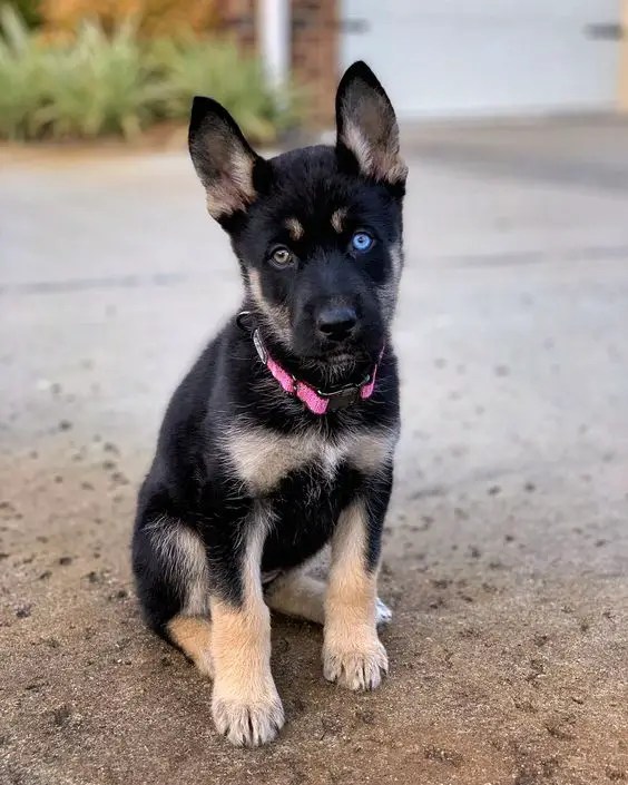 Facts about The German Shepherd Husky Mix Glamorous Dogs
