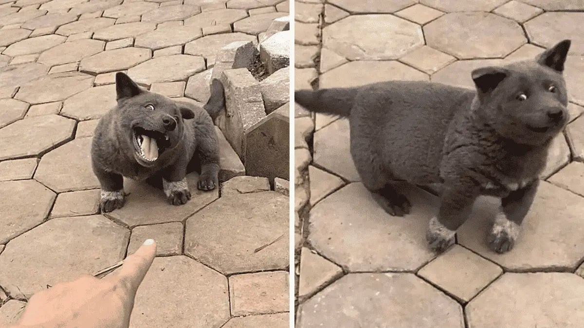 Is This Puppy a Hybrid Between a Cat and A Dog? Here Are