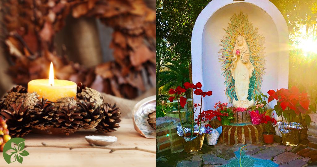 The flower of the Holy night or the most beautiful of the euphorbia