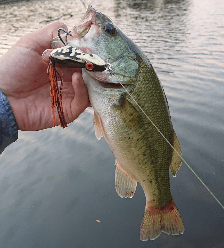 The 6 Best Topwater Frogs for Hot Summer Fishing How to Winterize Your RV