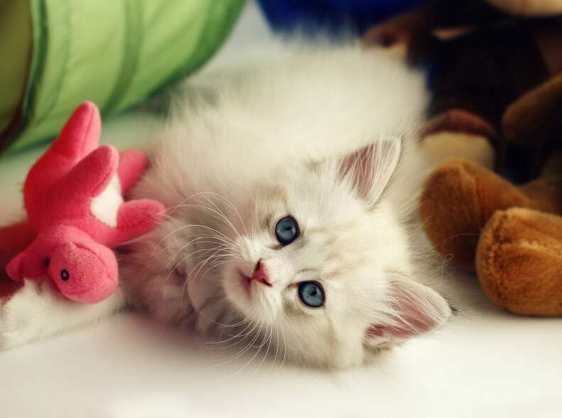 14 Best Pet Friendly Hotels in India for 2023 a Traveler's Guide