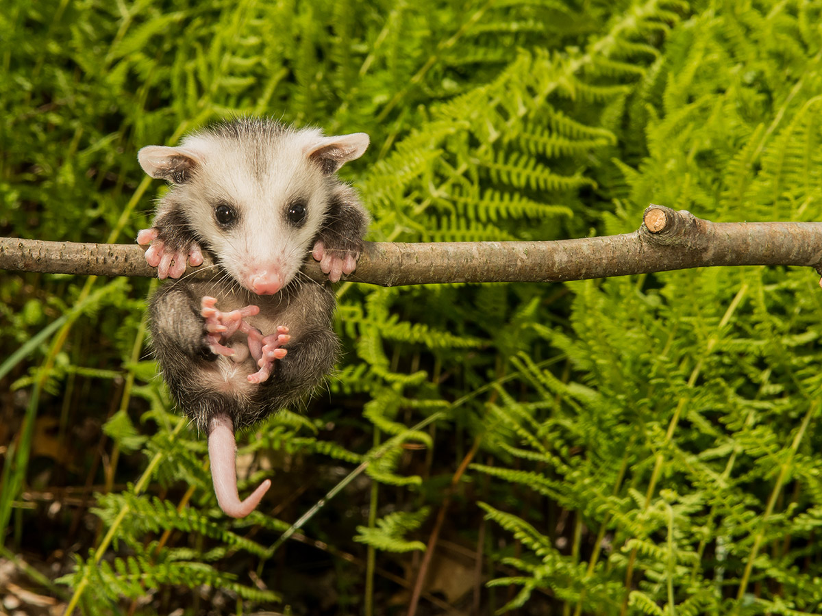 Google "Possum" Update What You Need To Know GravityFree Blog