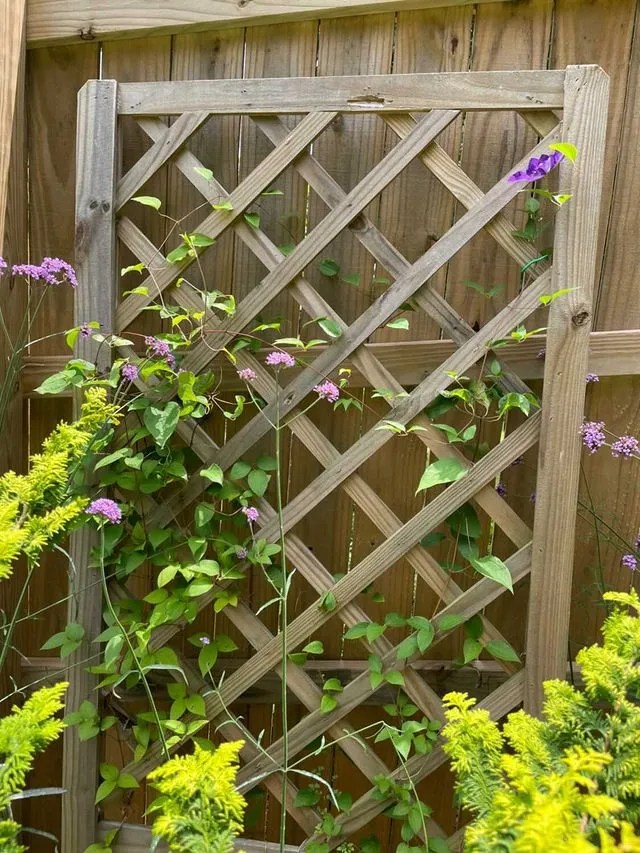 Best Vines To Cover Trellis at Laureen Lawhorn blog