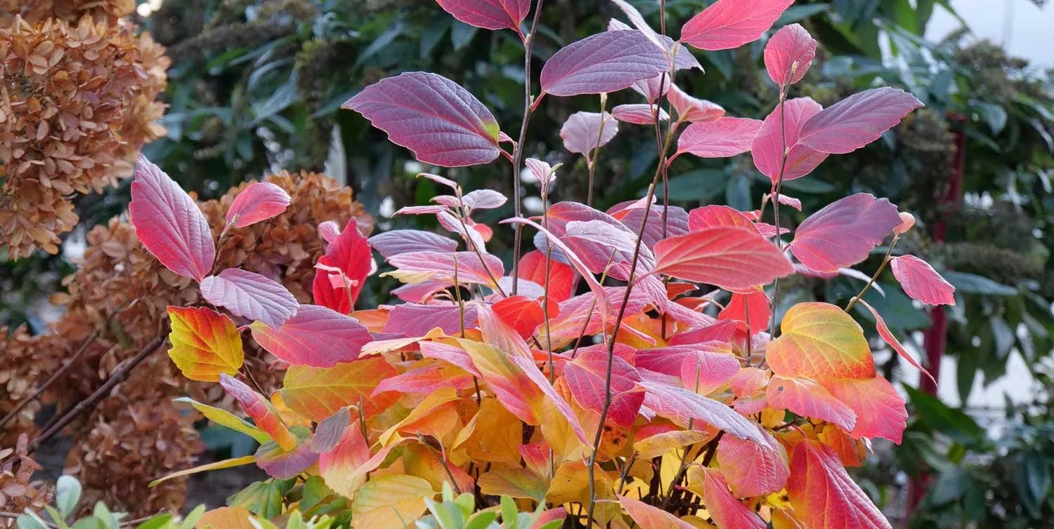 Our Guide for Fall Planting Great Garden Plants Blog