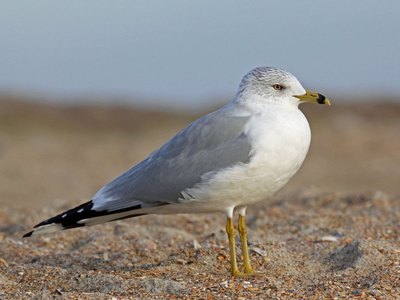 Snow Birds Great Parks of Hamilton County Blog