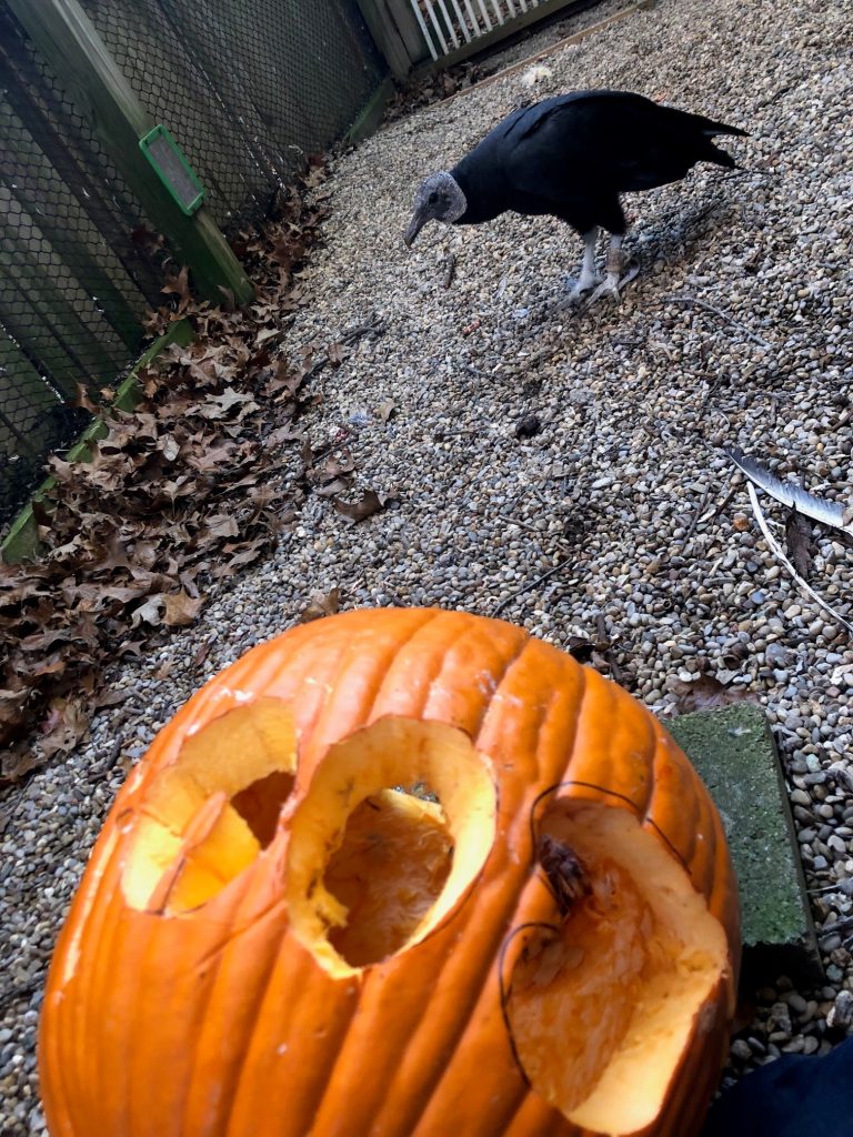 A black vulture examines a pumpkin. The pumpkin is carved into a jack-o'-lantern and has food inside for the black vulture.