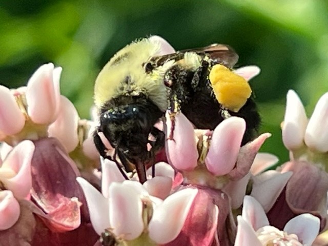 A black and pale yellow bumblebee pollinates a milkweed plant.