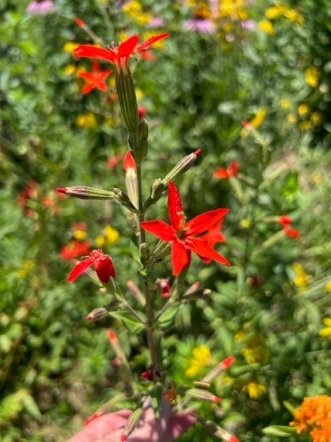 Royal catchfly