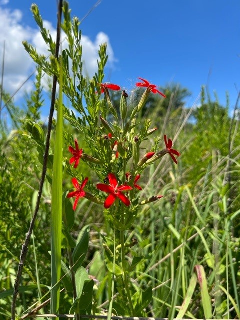 Royal catchfly