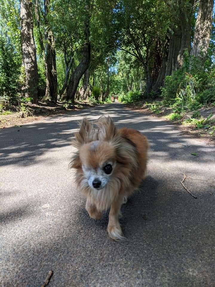 15 UK Dog Rescues and Charities to Consider Adopting a Dog From Green