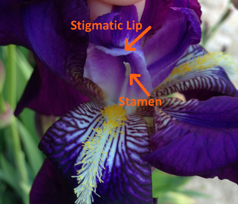 Identifying reproductive parts of an iris plant Renaissance Corner