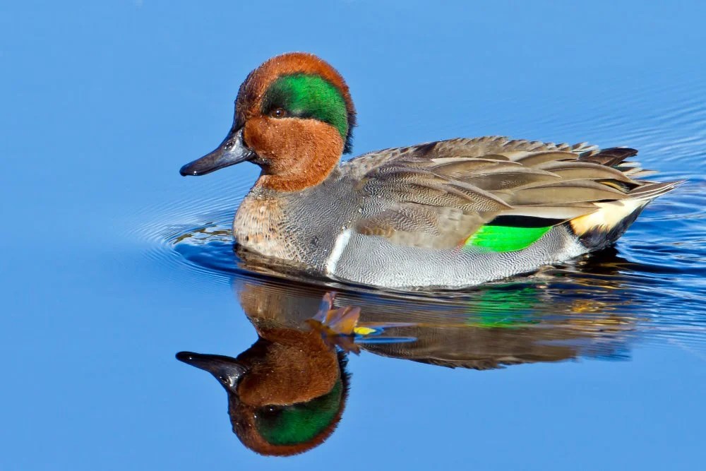 Part 4 Duck Calls Sportsmen Only