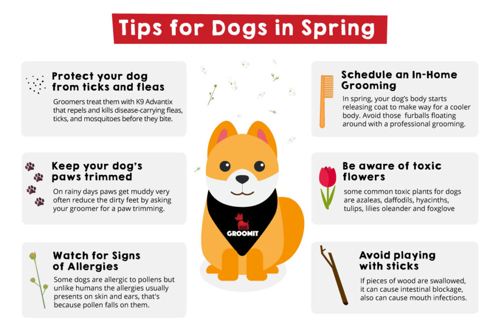 Tips for Dogs in Spring
