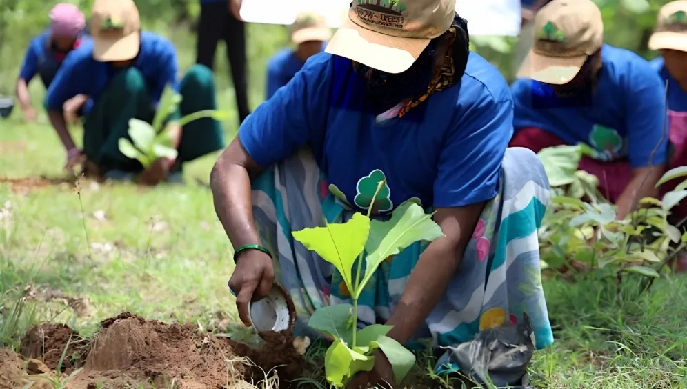 Tree Plantation A Holistic Approach to Achieving Sustainable Development Goals GrowTrees Blog