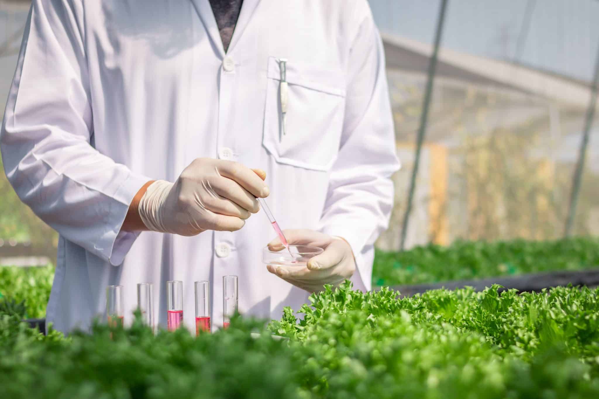 Benefits of Using Hydrogen Peroxide in Hydroponics