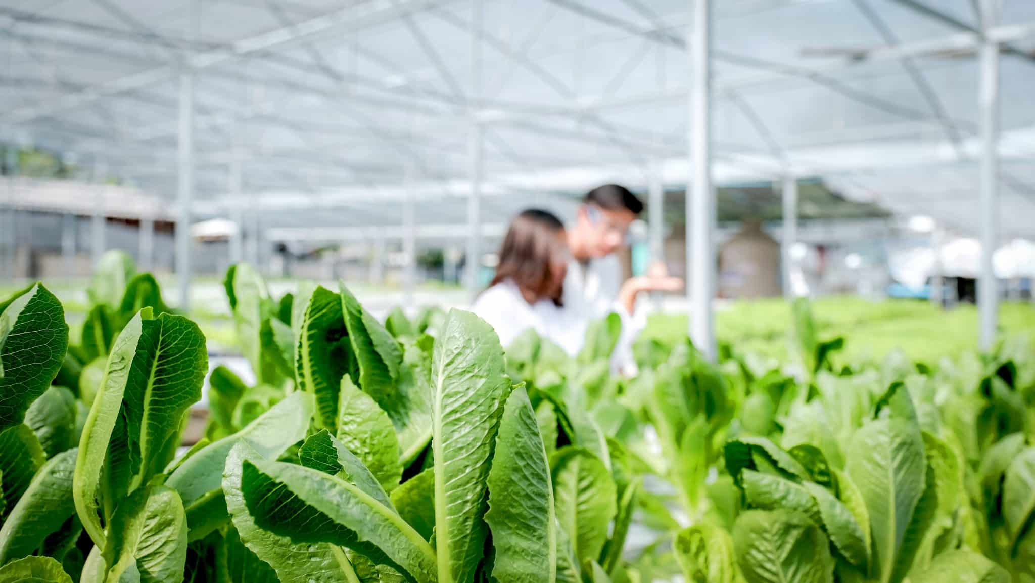 7 Most Profitable Hydroponic Plants to Grow