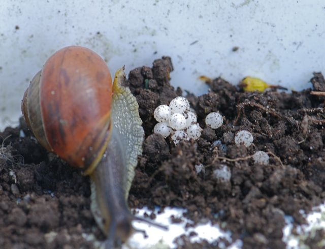 Bug of the Week Snail Growing With Science Blog