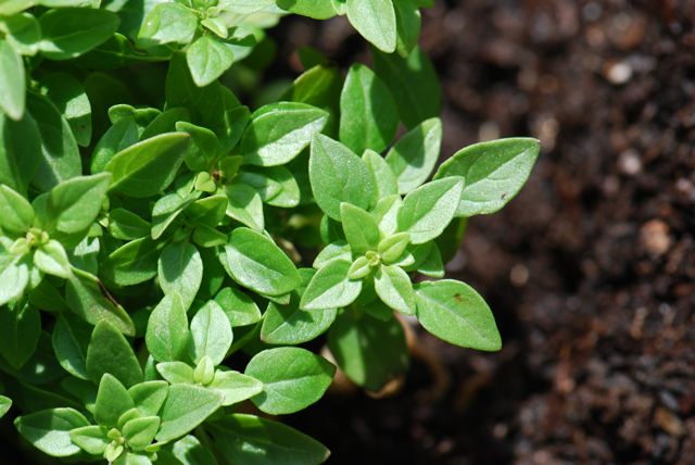 Seed of the Week: Basil – Growing With Science Blog