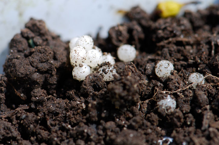 Weekend Science Fun Whose Egg Is This? Growing With Science Blog