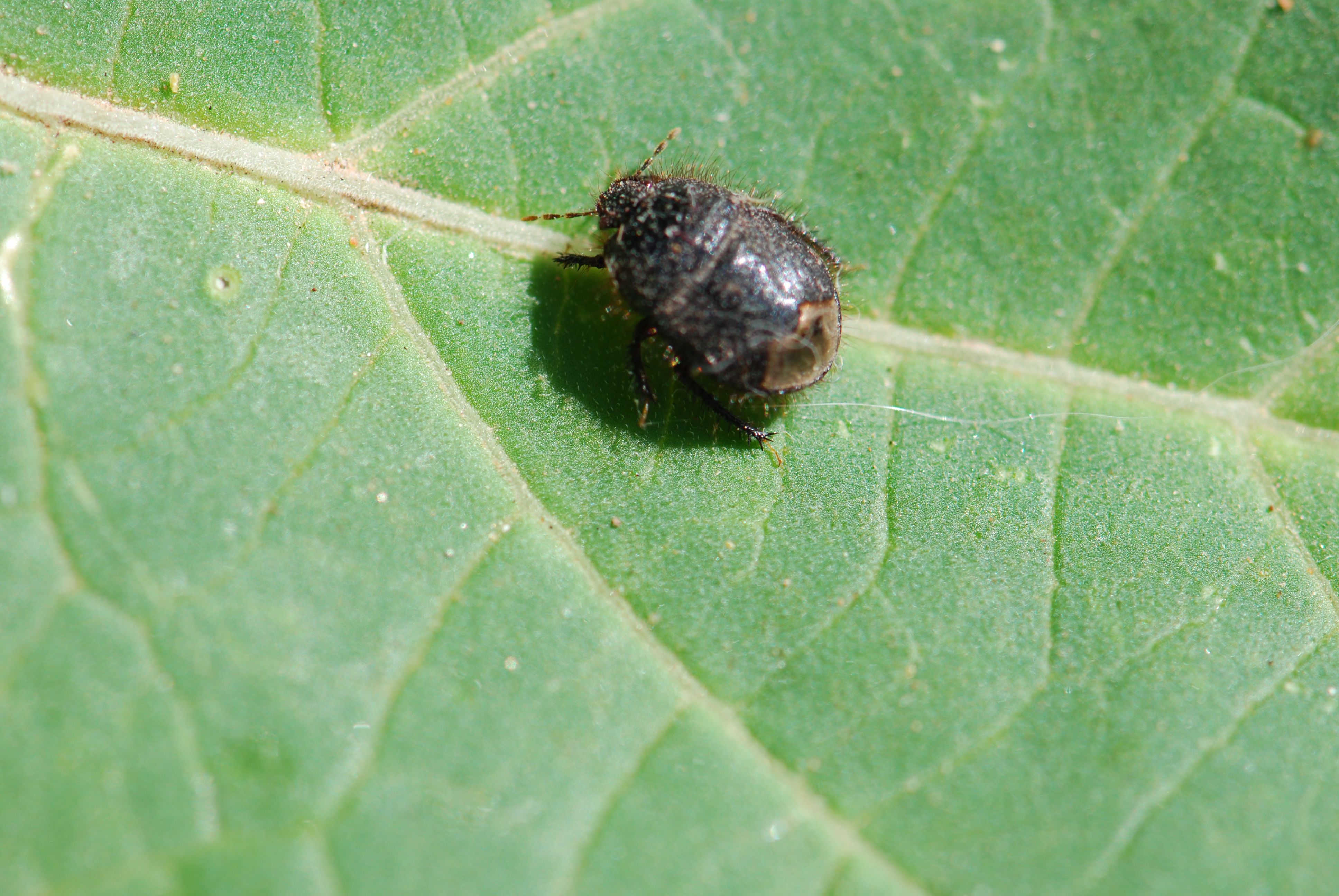 August 2013 – Growing With Science Blog