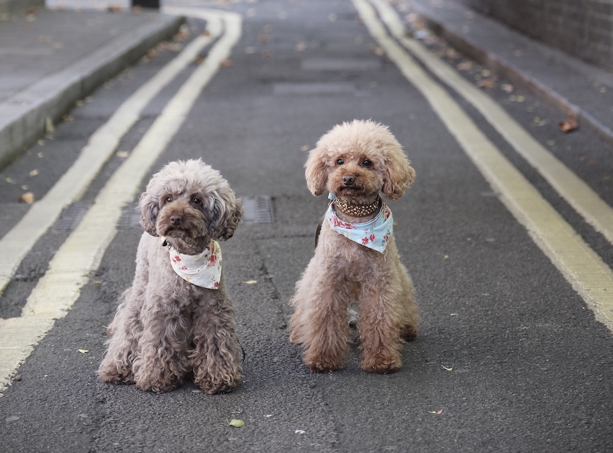 5 Best dog walks in West London Gublog by Gudog