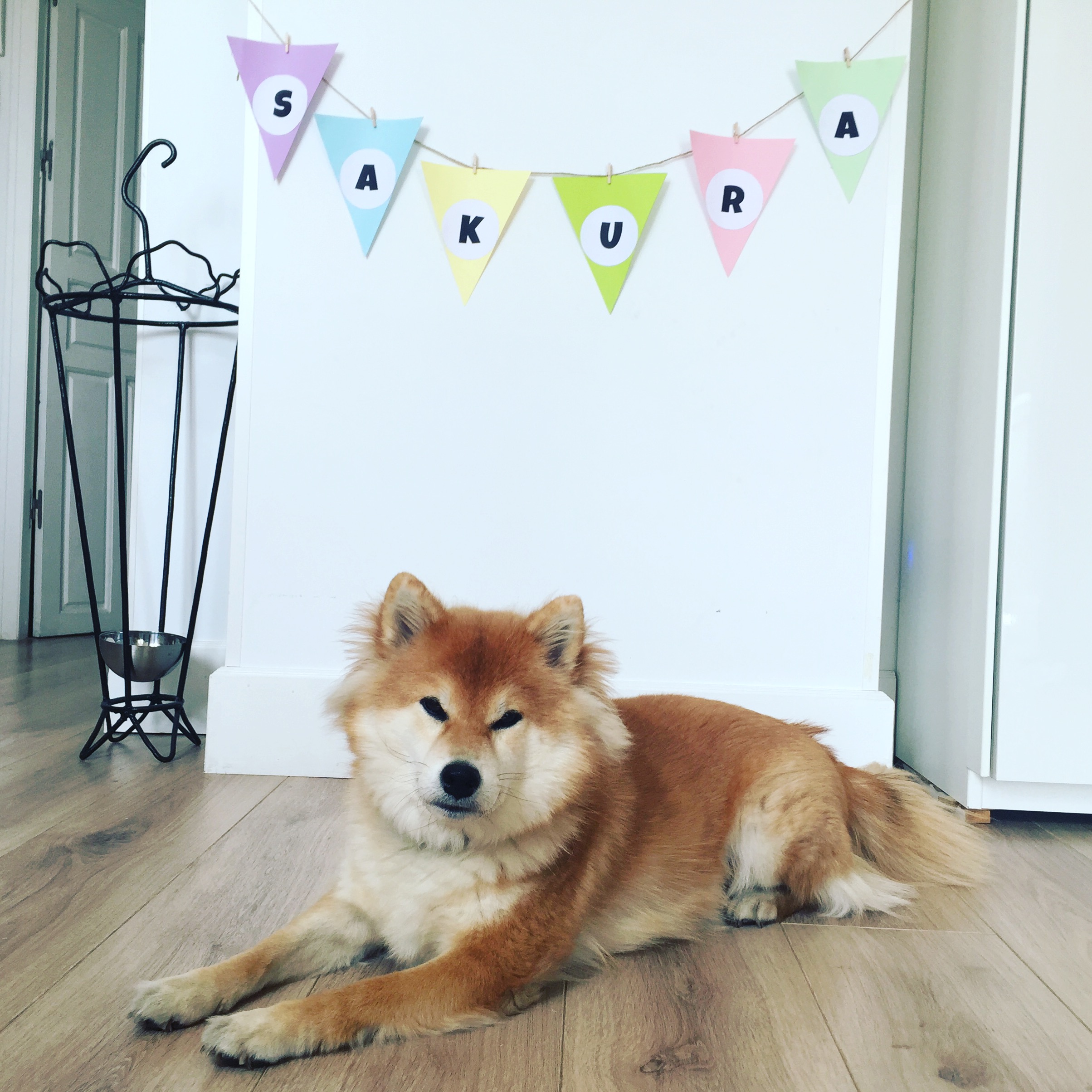 DIY Personalized garland for your dog