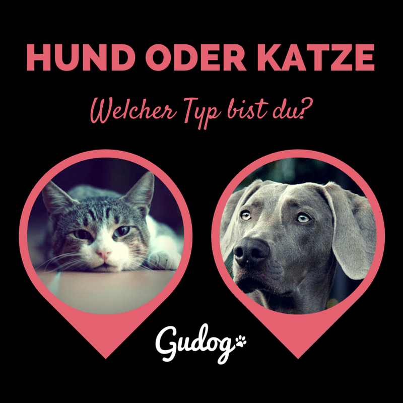 Katze oder Hund welcher Typ bist du? Gublog