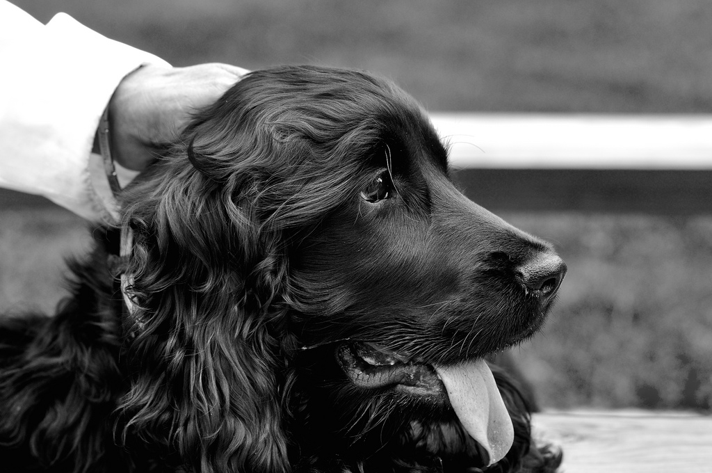 Le syndrome du chien noir Gublog Gudog FR blog