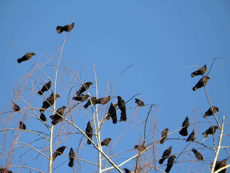 9 Crow Hunting Tips Beginners And Seasoned Hunters Should Know