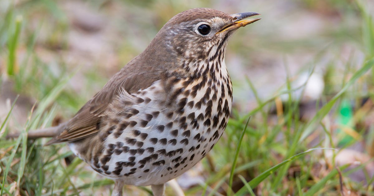 Guide to British thrushes Happy Beaks Blog