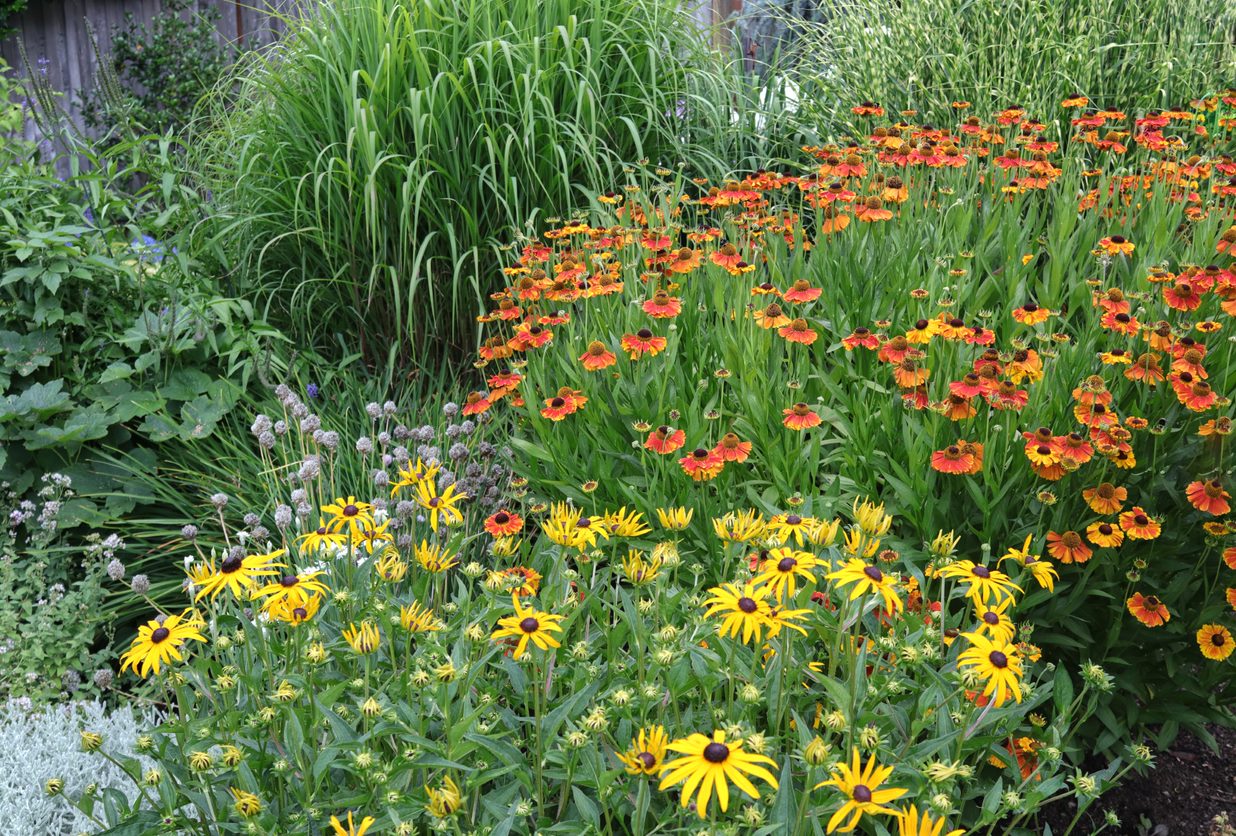 Hardy Plant Society of OregonFrontgardensummer Hardy Plant Society of