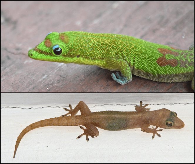 We Need More Geckos! Hawaiis Local Buzz