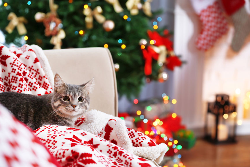 Feline Friends Christmas Bazaar 2023 6 Ways to Keep Your Feline Comfortable This Holiday Season