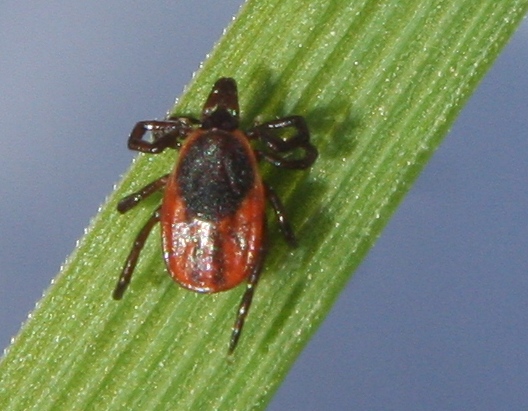 Ontario research on the blacklegged tick and Lyme disease Healthy