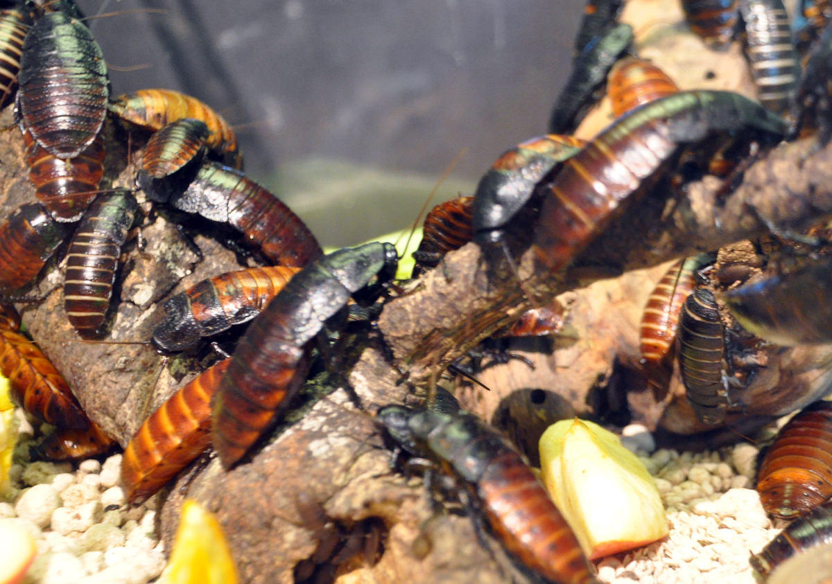 What Is The Phobia Of Flying Insects Called at Cheryl Washington blog