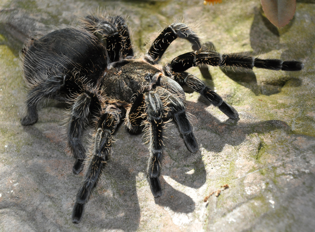 Goliath Birdeater Tarantula BEYONDbones Goliath Birdeater Tarantula BEYONDbones