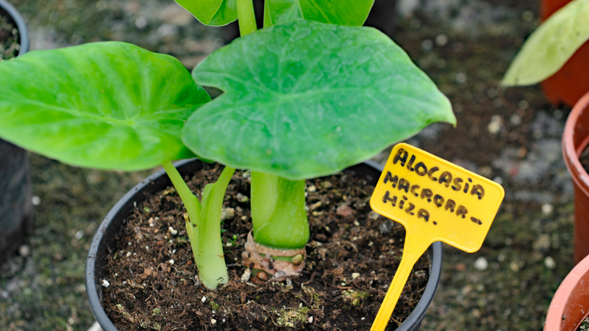 Manto de Eva cómo cuidar a esta planta en interior El blog de Houm