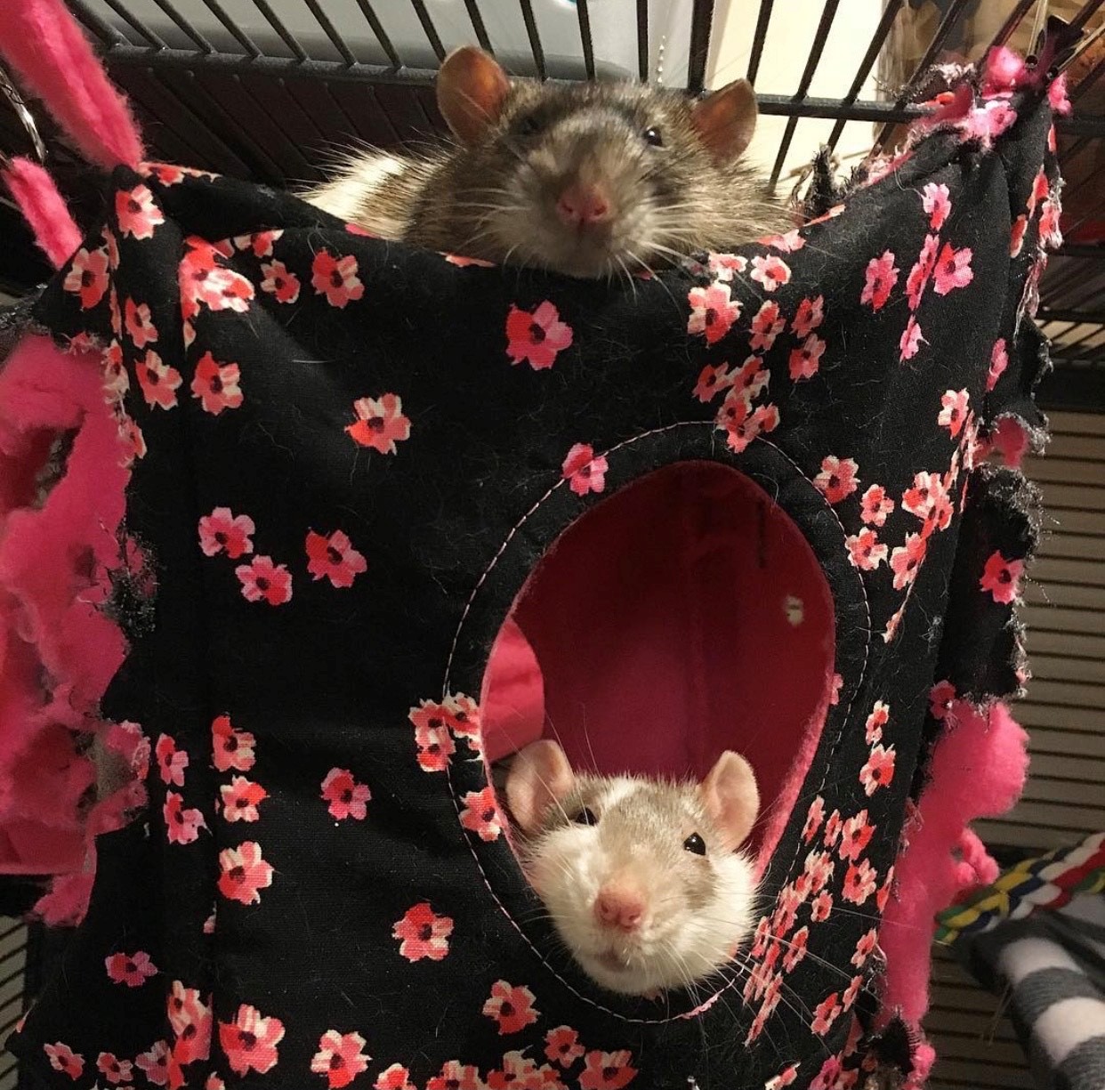 World Rat Day Five Reasons Why Rats Make the Best Pets Humane